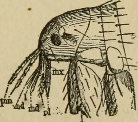 An illustration from Breeding, training, management and diseases of the horse and other domestic animals, 1893, leaf 180