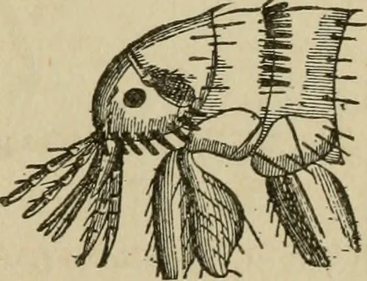 An illustration from Breeding, training, management and diseases of the horse and other domestic animals, 1893, leaf 180