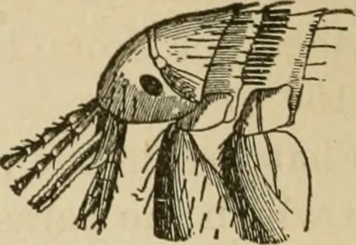 An illustration from Breeding, training, management and diseases of the horse and other domestic animals, 1893, leaf 181