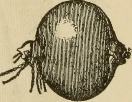 An illustration from Breeding, training, management and diseases of the horse and other domestic animals, 1893, leaf 181