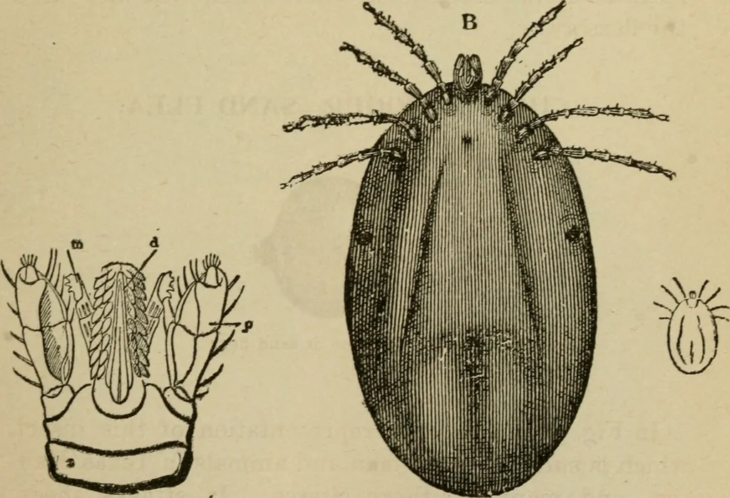 An illustration from Breeding, training, management and diseases of the horse and other domestic animals, 1893, leaf 182