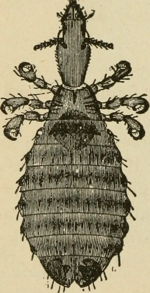 An illustration from Breeding, training, management and diseases of the horse and other domestic animals, 1893, leaf 183