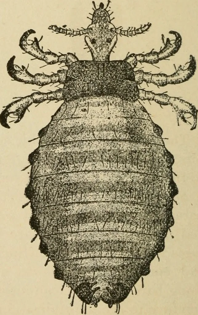 An illustration from Breeding, training, management and diseases of the horse and other domestic animals, 1893, leaf 183