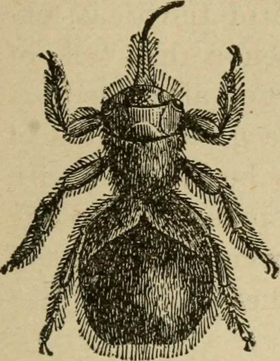 An illustration from Breeding, training, management and diseases of the horse and other domestic animals, 1893, leaf 184