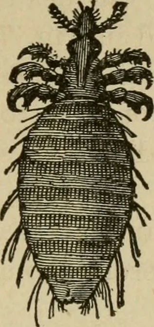 An illustration from Breeding, training, management and diseases of the horse and other domestic animals, 1893, leaf 184