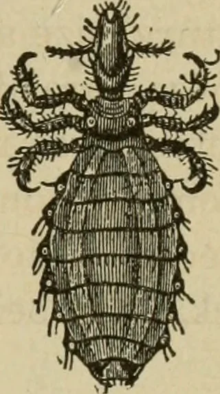 An illustration from Breeding, training, management and diseases of the horse and other domestic animals, 1893, leaf 184