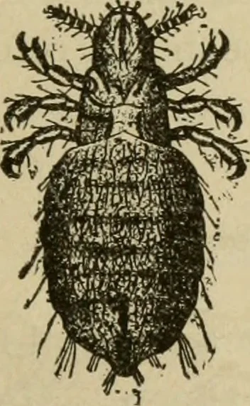 An illustration from Breeding, training, management and diseases of the horse and other domestic animals, 1893, leaf 184