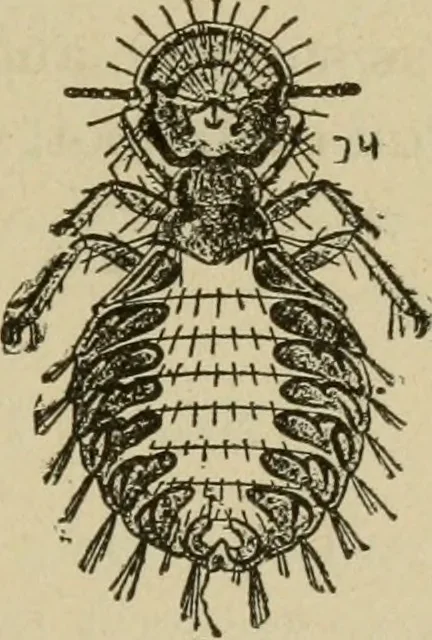 An illustration from Breeding, training, management and diseases of the horse and other domestic animals, 1893, leaf 184
