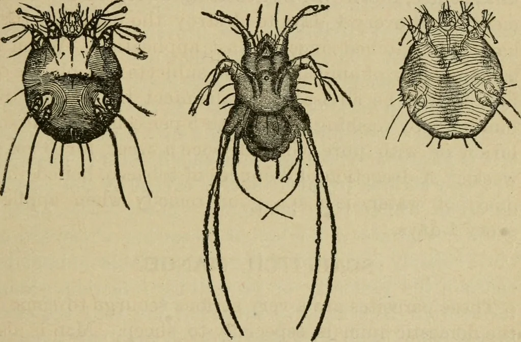 An illustration from Breeding, training, management and diseases of the horse and other domestic animals, 1893, leaf 186