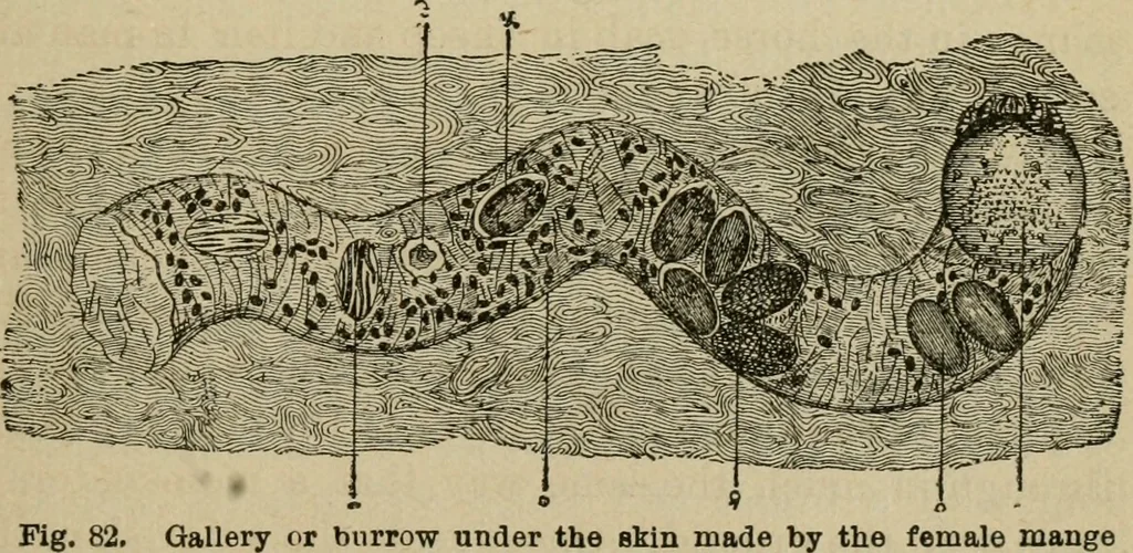 An illustration from Breeding, training, management and diseases of the horse and other domestic animals, 1893, leaf 186