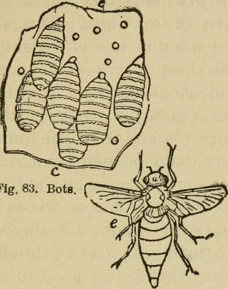 An illustration from Breeding, training, management and diseases of the horse and other domestic animals, 1893, leaf 190