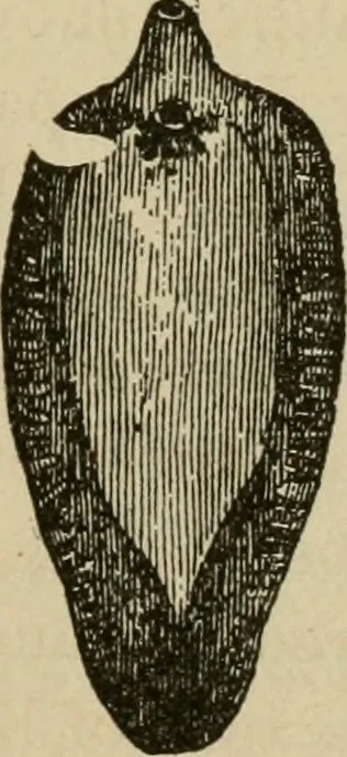 An illustration from Breeding, training, management and diseases of the horse and other domestic animals, 1893, leaf 192