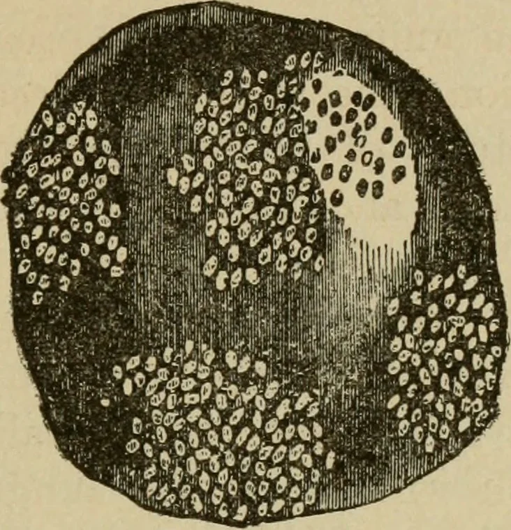 An illustration from Breeding, training, management and diseases of the horse and other domestic animals, 1893, leaf 196