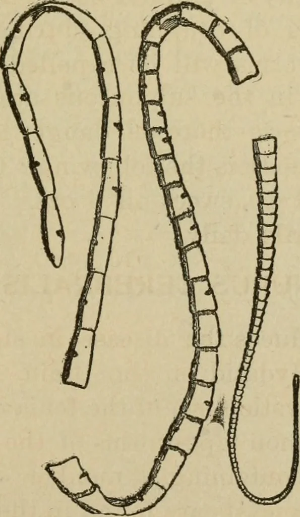 An illustration from Breeding, training, management and diseases of the horse and other domestic animals, 1893, leaf 196