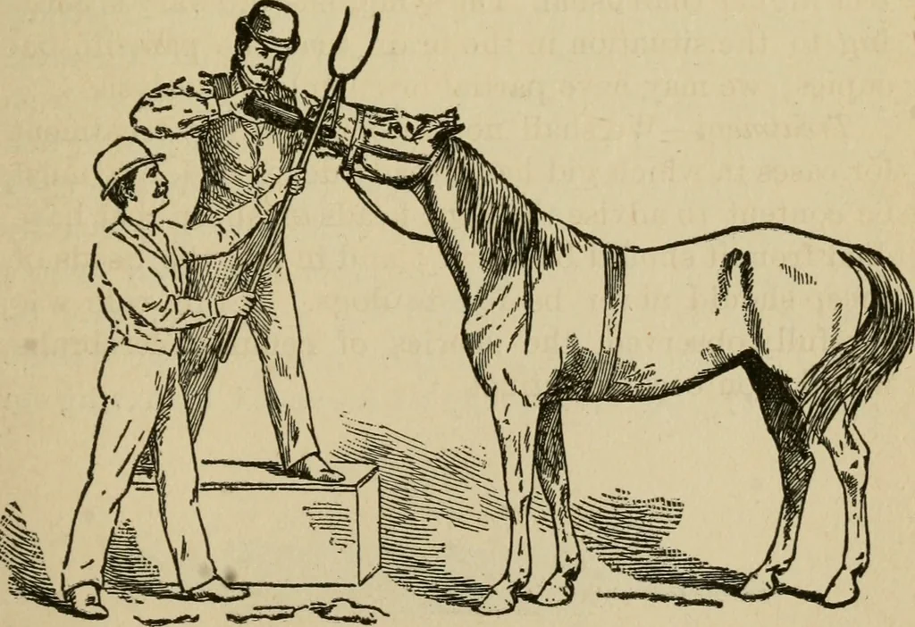 An illustration from Breeding, training, management and diseases of the horse and other domestic animals, 1893, leaf 198