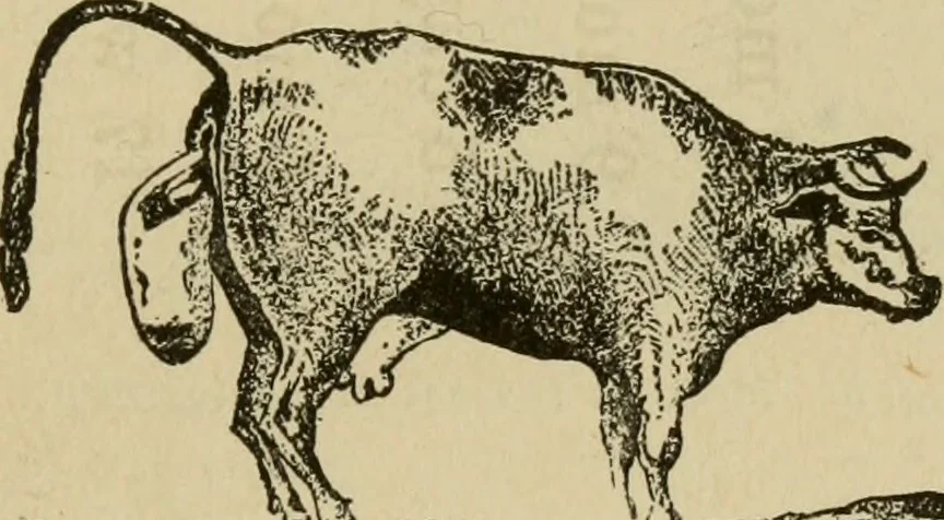 An illustration from Breeding, training, management and diseases of the horse and other domestic animals, 1893, leaf 34