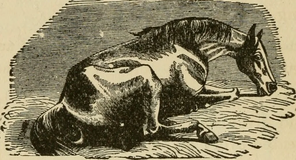 An illustration from Breeding, training, management and diseases of the horse and other domestic animals, 1893, leaf 35