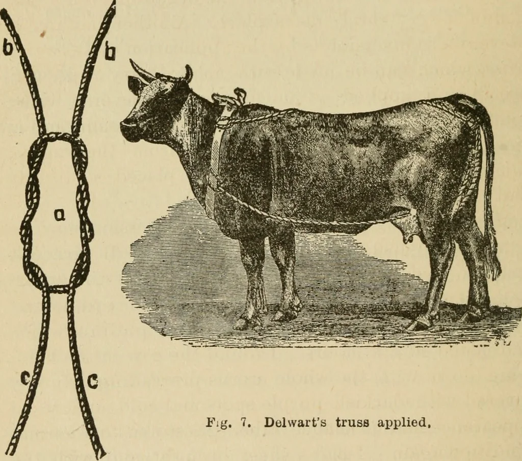 An illustration from Breeding, training, management and diseases of the horse and other domestic animals, 1893, leaf 37