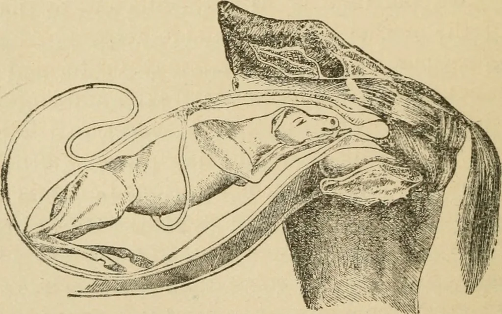 An illustration from Breeding, training, management and diseases of the horse and other domestic animals, 1893, leaf 39