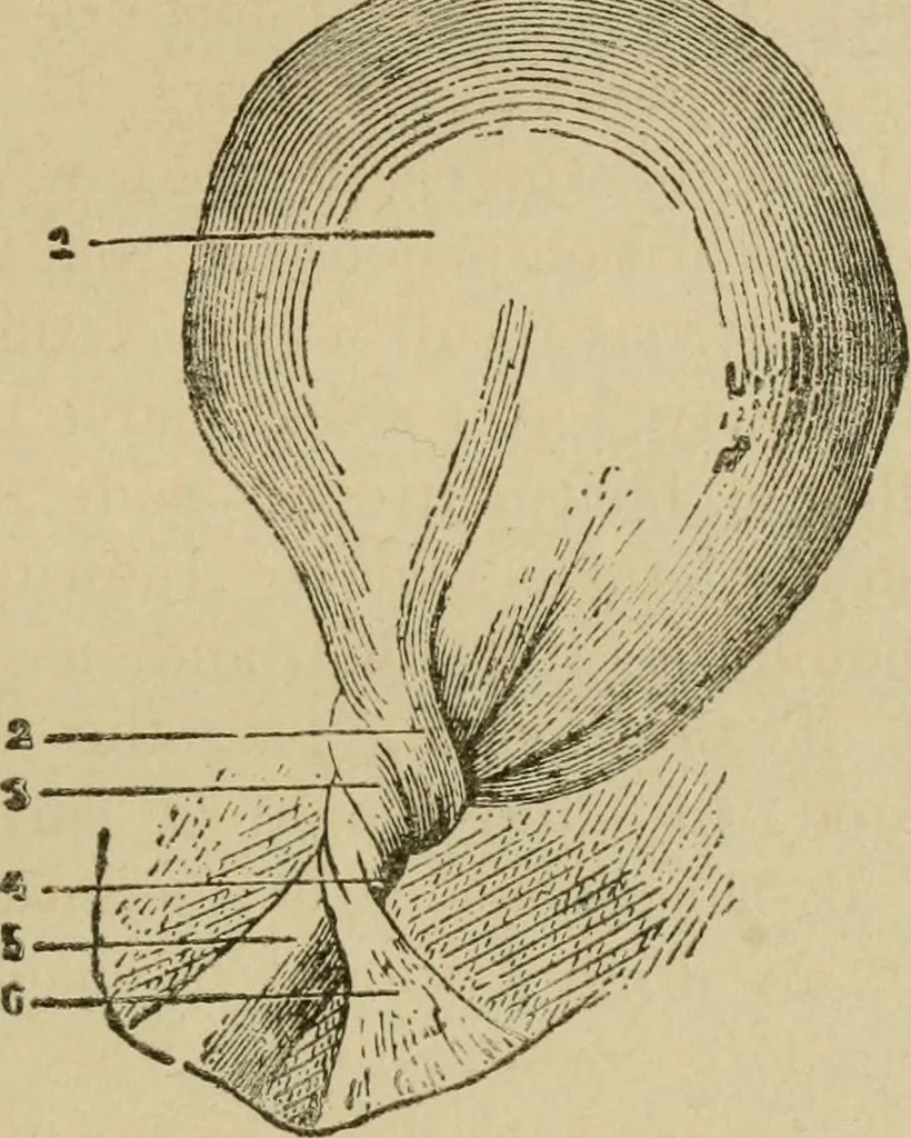 An illustration from Breeding, training, management and diseases of the horse and other domestic animals, 1893, leaf 42