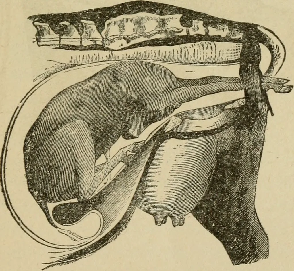 An illustration from Breeding, training, management and diseases of the horse and other domestic animals, 1893, leaf 46