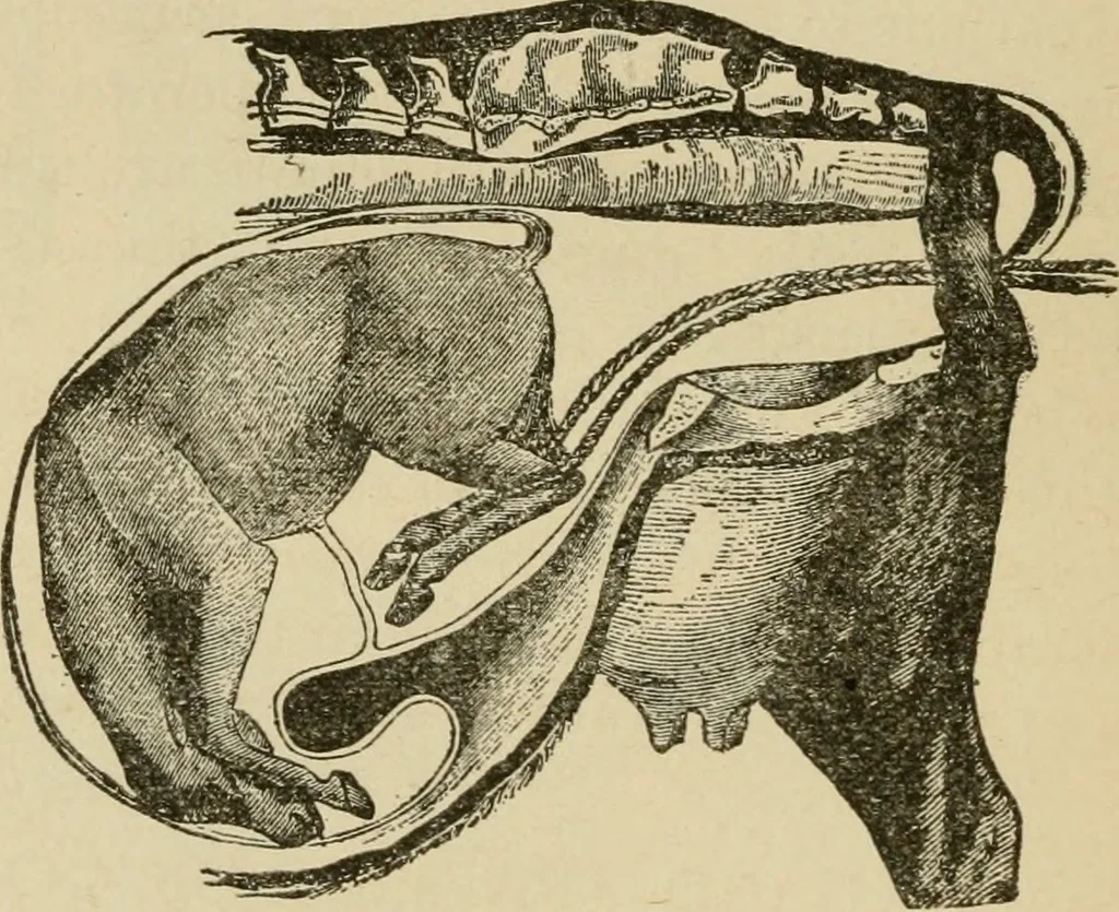 An illustration from Breeding, training, management and diseases of the horse and other domestic animals, 1893, leaf 47