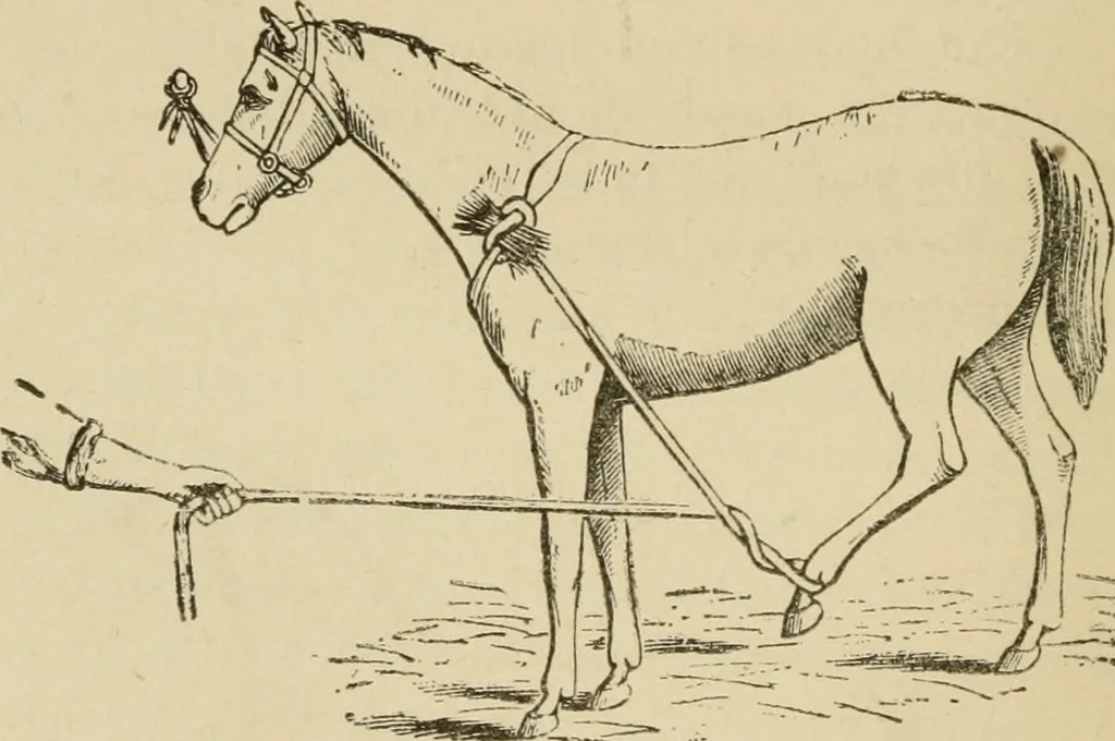 An illustration from Breeding, training, management and diseases of the horse and other domestic animals, 1893, leaf 53