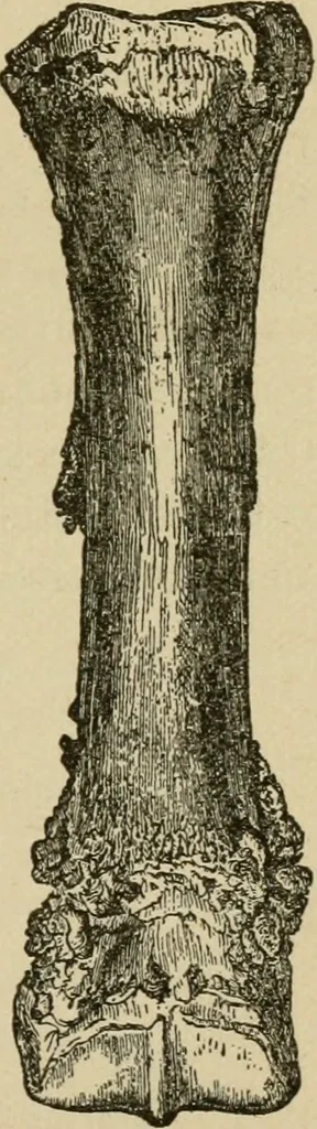An illustration from Breeding, training, management and diseases of the horse and other domestic animals, 1893, leaf 64