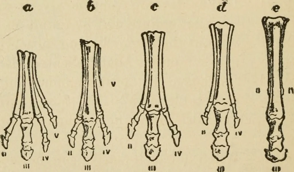 An illustration from Breeding, training, management and diseases of the horse and other domestic animals, 1893, leaf 65