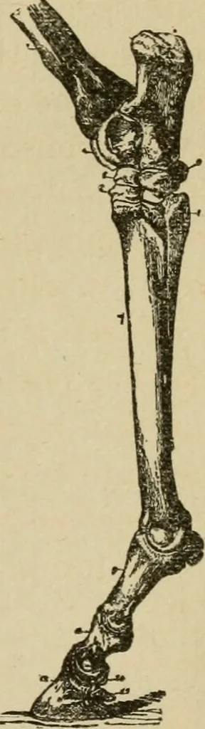 An illustration from Breeding, training, management and diseases of the horse and other domestic animals, 1893, leaf 68