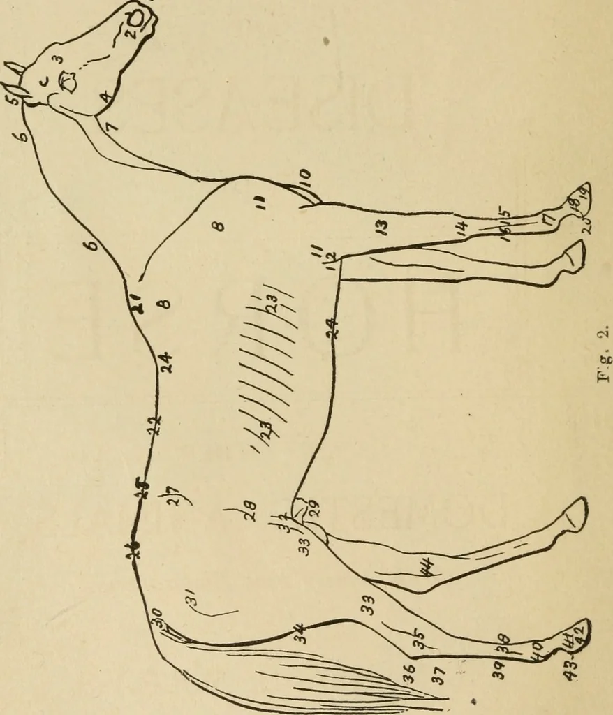 An illustration from Breeding, training, management and diseases of the horse and other domestic animals, 1893, leaf 7