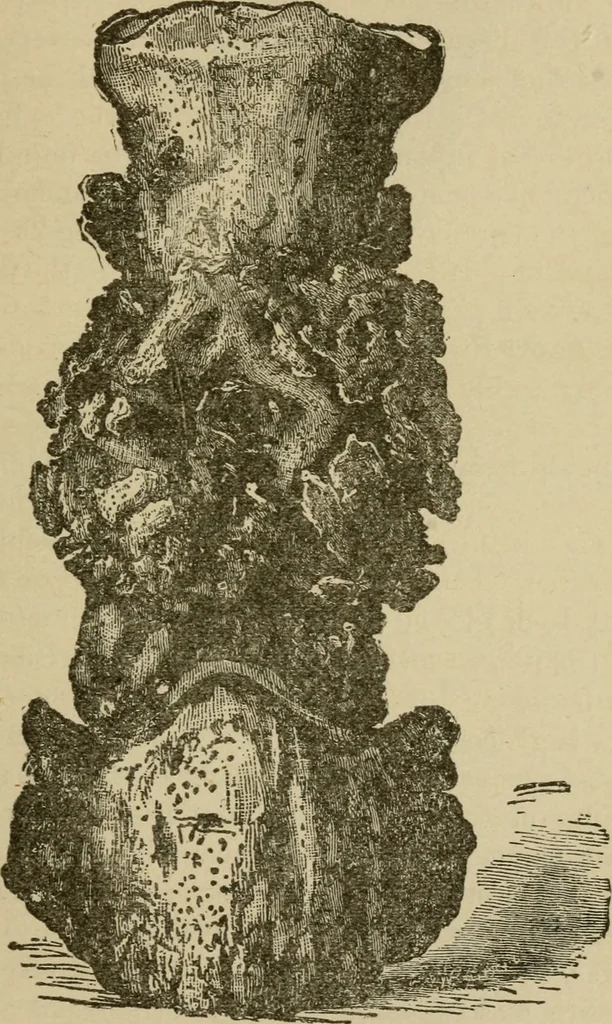 An illustration from Breeding, training, management and diseases of the horse and other domestic animals, 1893, leaf 74