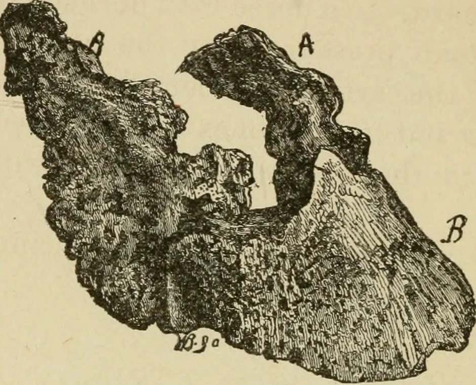 An illustration from Breeding, training, management and diseases of the horse and other domestic animals, 1893, leaf 75