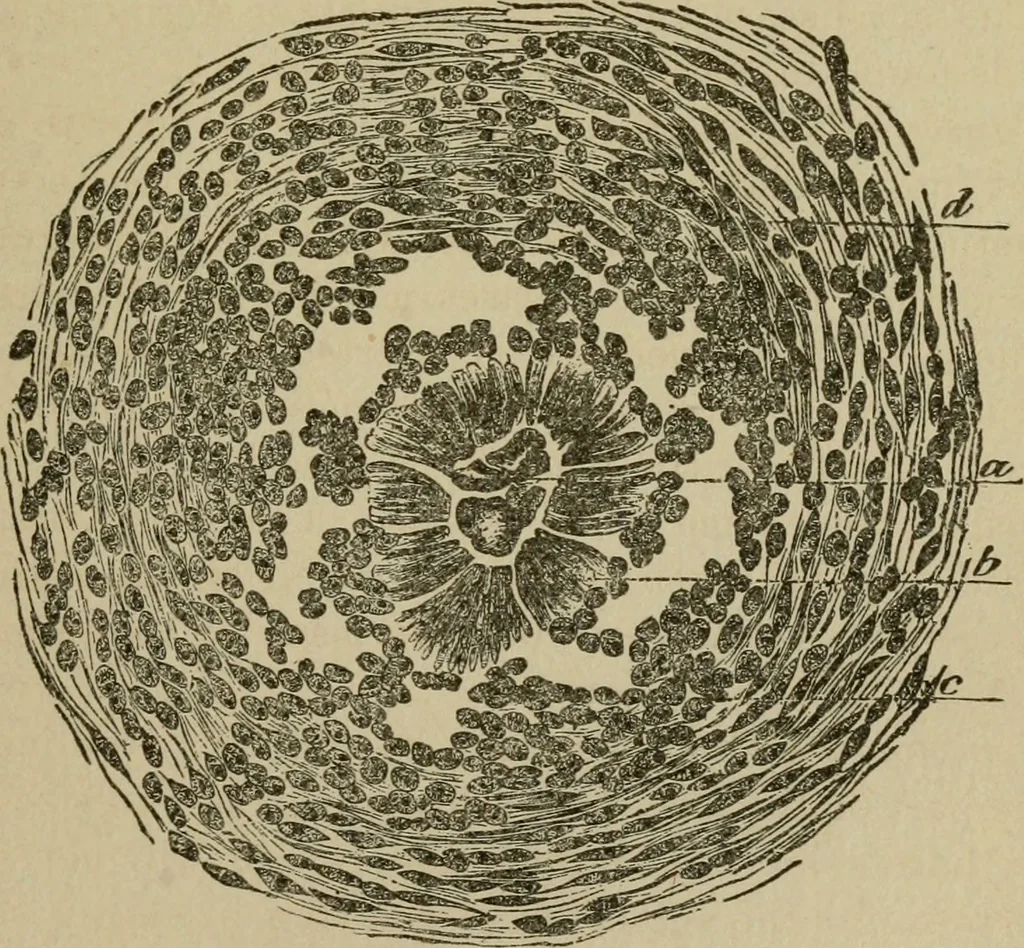 An illustration from Breeding, training, management and diseases of the horse and other domestic animals, 1893, leaf 84