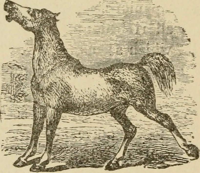 An illustration from Breeding, training, management and diseases of the horse and other domestic animals, 1893, leaf 89