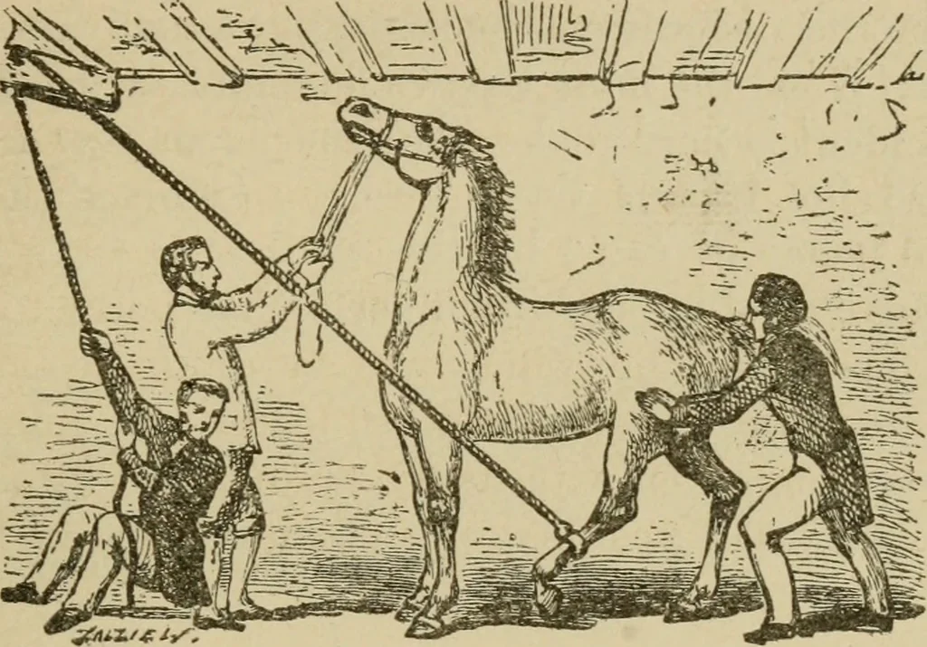 An illustration from Breeding, training, management and diseases of the horse and other domestic animals, 1893, leaf 90