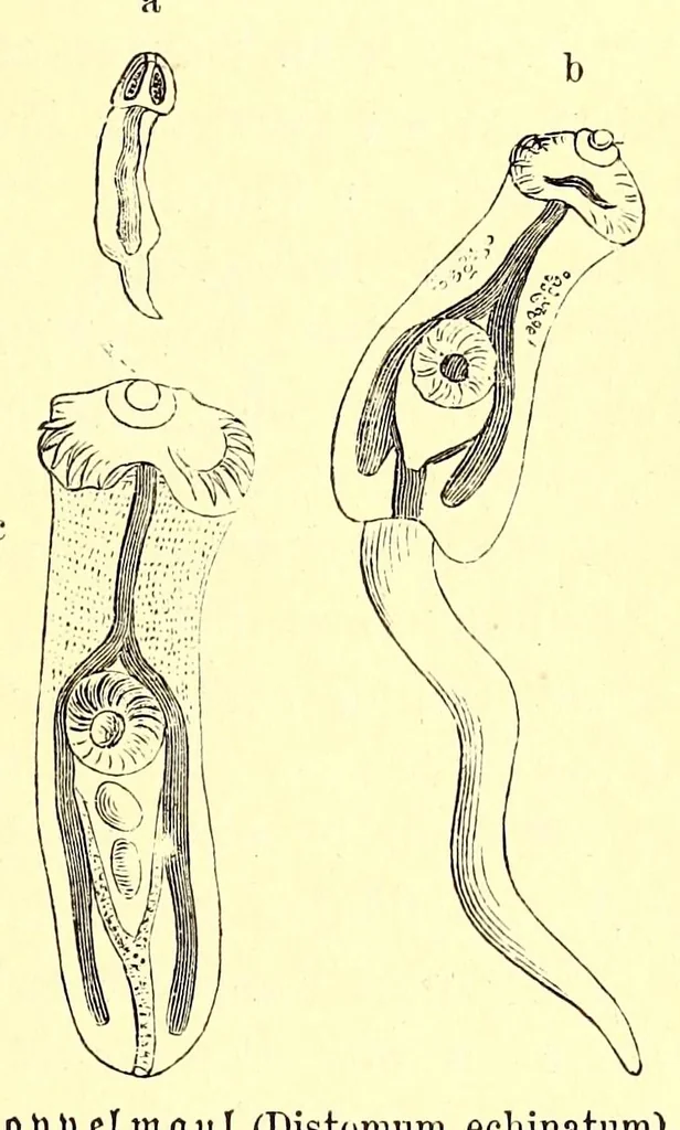 An illustration from Brehms Tierleben : allgemeine Kunde des Tierreichs : mit 1800 Abbildungen im Text, 9 Karten und 180 Tafeln in Farbendruck und Holzschnitt, 1890, leaf 239