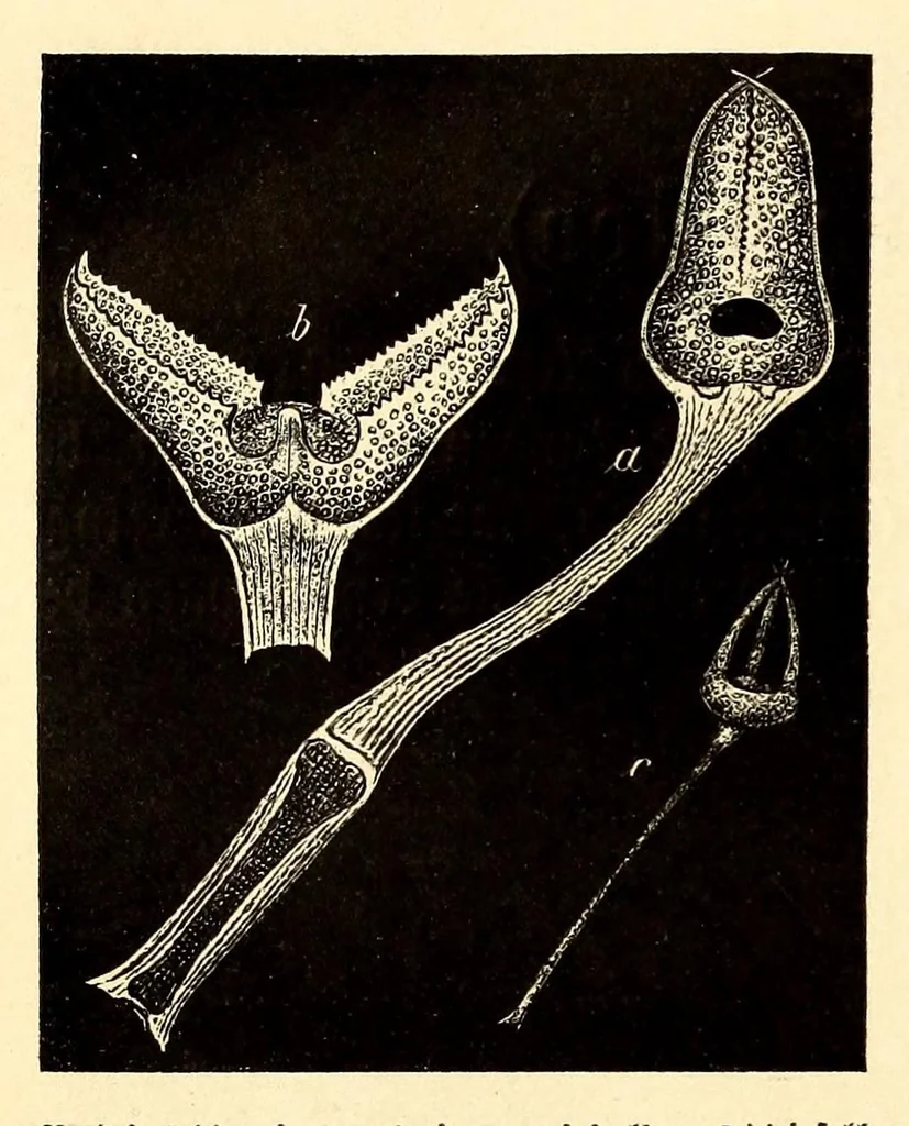 An illustration from Brehms Tierleben : allgemeine Kunde des Tierreichs : mit 1800 Abbildungen im Text, 9 Karten und 180 Tafeln in Farbendruck und Holzschnitt, 1890, leaf 574