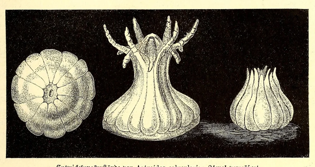 An illustration from Brehms Tierleben : allgemeine Kunde des Tierreichs : mit 1800 Abbildungen im Text, 9 Karten und 180 Tafeln in Farbendruck und Holzschnitt, 1890, leaf 675