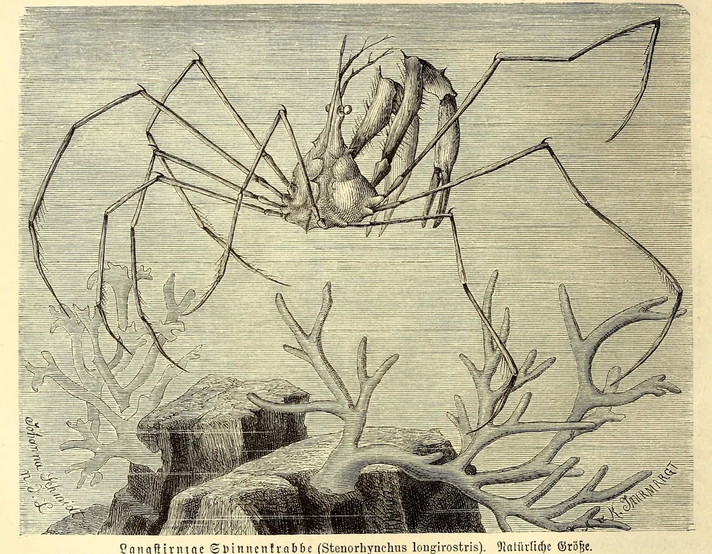 An illustration from Brehms Tierleben : allgemeine Kunde des Tierreichs : mit 1800 Abbildungen im Text, 9 Karten und 180 Tafeln in Farbendruck und Holzschnitt, 1890, leaf 70