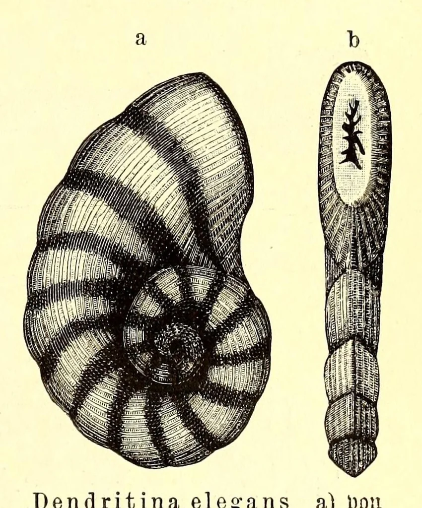 An illustration from Brehms Tierleben : allgemeine Kunde des Tierreichs : mit 1800 Abbildungen im Text, 9 Karten und 180 Tafeln in Farbendruck und Holzschnitt, 1890, leaf 785