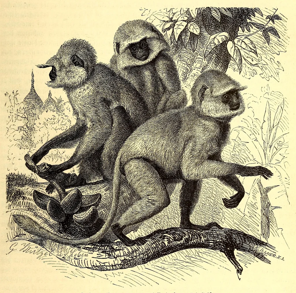 An illustration from Brehms Tierleben : allgemeine Kunde des Tierreichs : mit 1800 Abbildungen im Text, 9 Karten und 180 Tafeln in Farbendruck und Holzschnitt, 1890, leaf 173