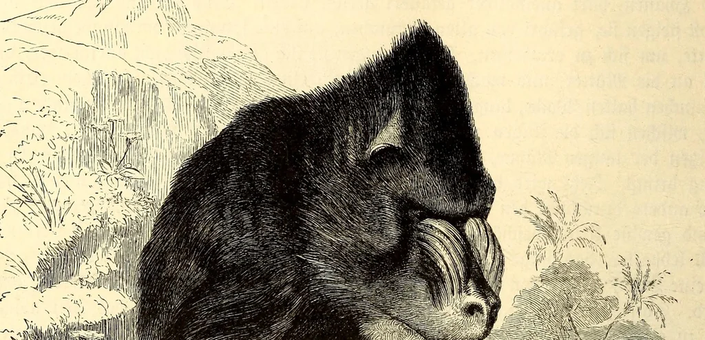 An illustration from Brehms Tierleben : allgemeine Kunde des Tierreichs : mit 1800 Abbildungen im Text, 9 Karten und 180 Tafeln in Farbendruck und Holzschnitt, 1890, leaf 260