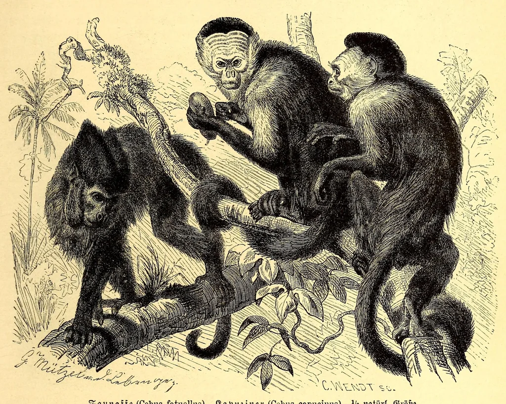 An illustration from Brehms Tierleben : allgemeine Kunde des Tierreichs : mit 1800 Abbildungen im Text, 9 Karten und 180 Tafeln in Farbendruck und Holzschnitt, 1890, leaf 295