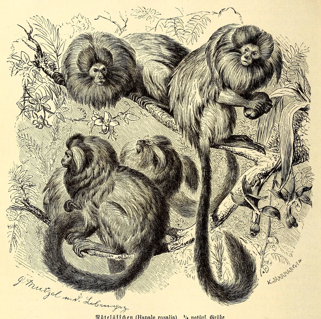 An illustration from Brehms Tierleben : allgemeine Kunde des Tierreichs : mit 1800 Abbildungen im Text, 9 Karten und 180 Tafeln in Farbendruck und Holzschnitt, 1890, leaf 332