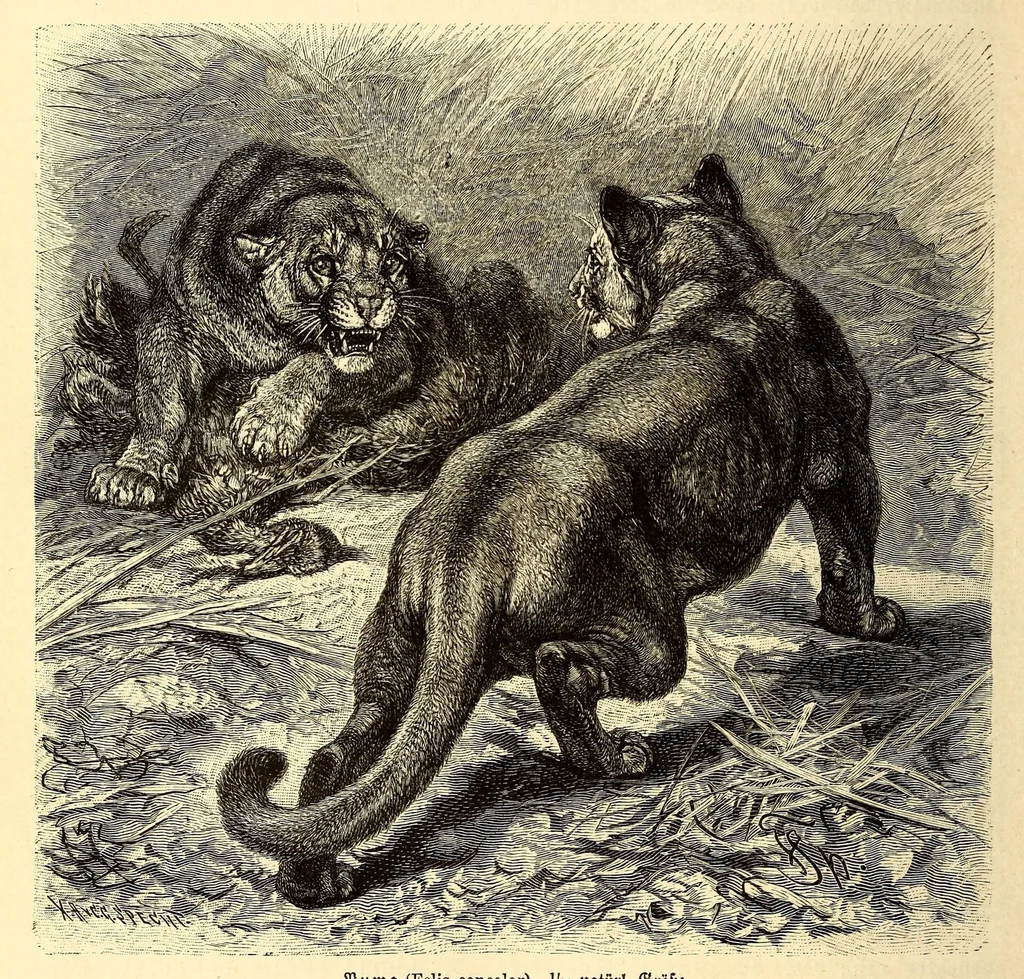 An illustration from Brehms Tierleben : allgemeine Kunde des Tierreichs : mit 1800 Abbildungen im Text, 9 Karten und 180 Tafeln in Farbendruck und Holzschnitt, 1890, leaf 578
