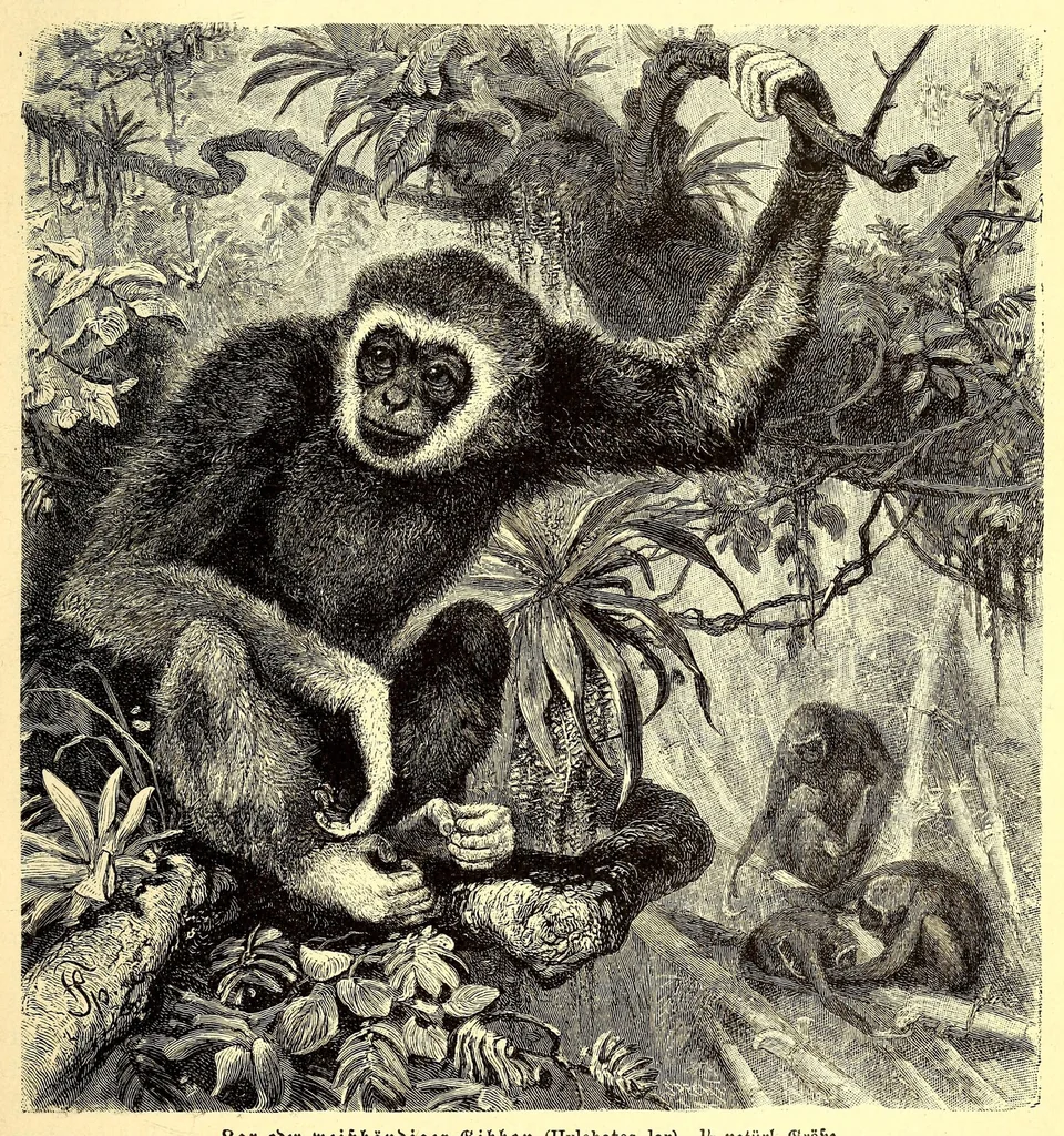 An illustration from Brehms Tierleben : allgemeine Kunde des Tierreichs : mit 1800 Abbildungen im Text, 9 Karten und 180 Tafeln in Farbendruck und Holzschnitt, 1890, leaf 163