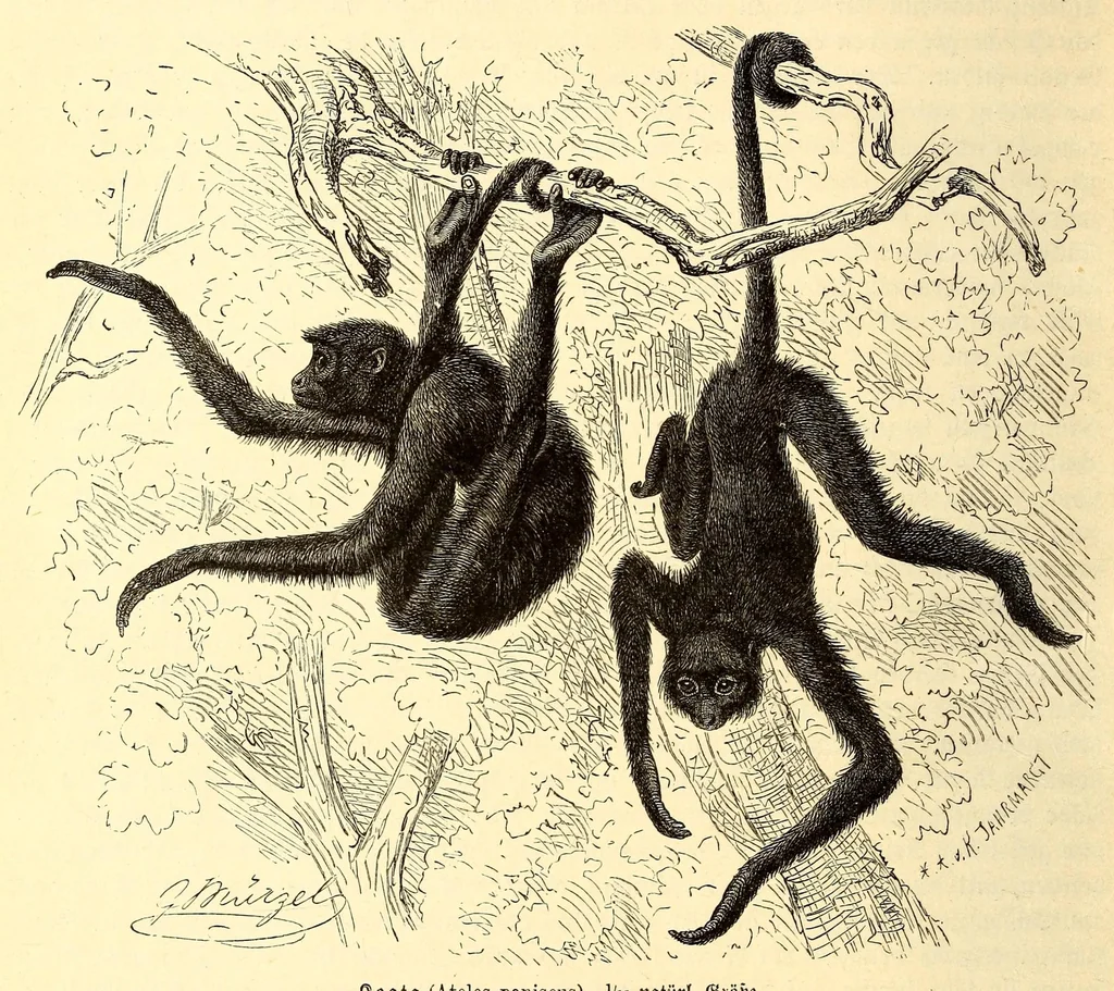 An illustration from Brehms Tierleben : allgemeine Kunde des Tierreichs : mit 1800 Abbildungen im Text, 9 Karten und 180 Tafeln in Farbendruck und Holzschnitt, 1890, leaf 286