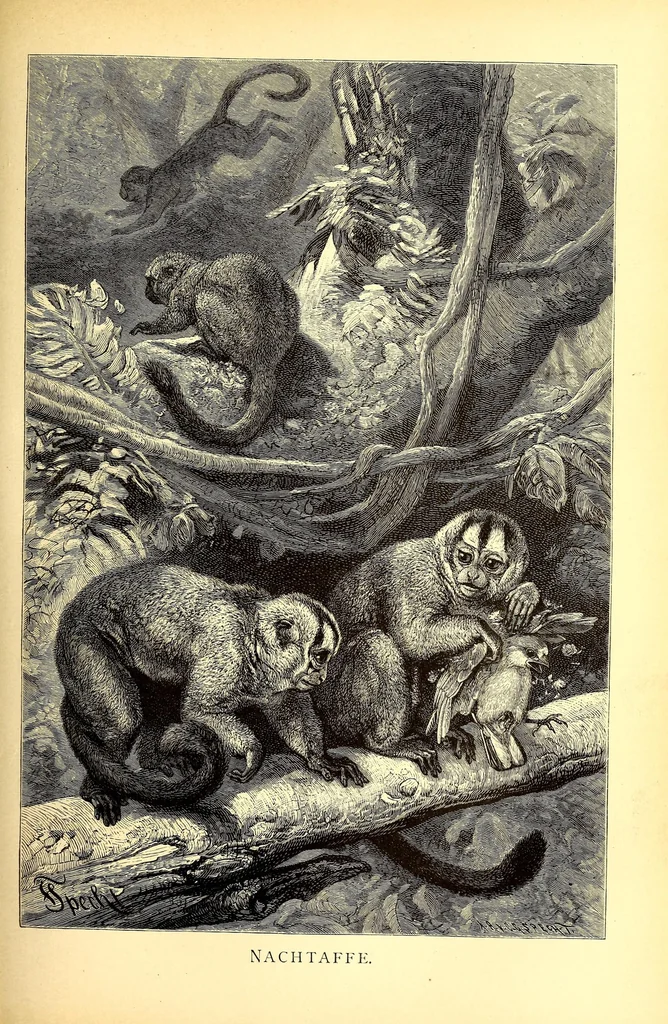 An illustration from Brehms Tierleben : allgemeine Kunde des Tierreichs : mit 1800 Abbildungen im Text, 9 Karten und 180 Tafeln in Farbendruck und Holzschnitt, 1890, leaf 321