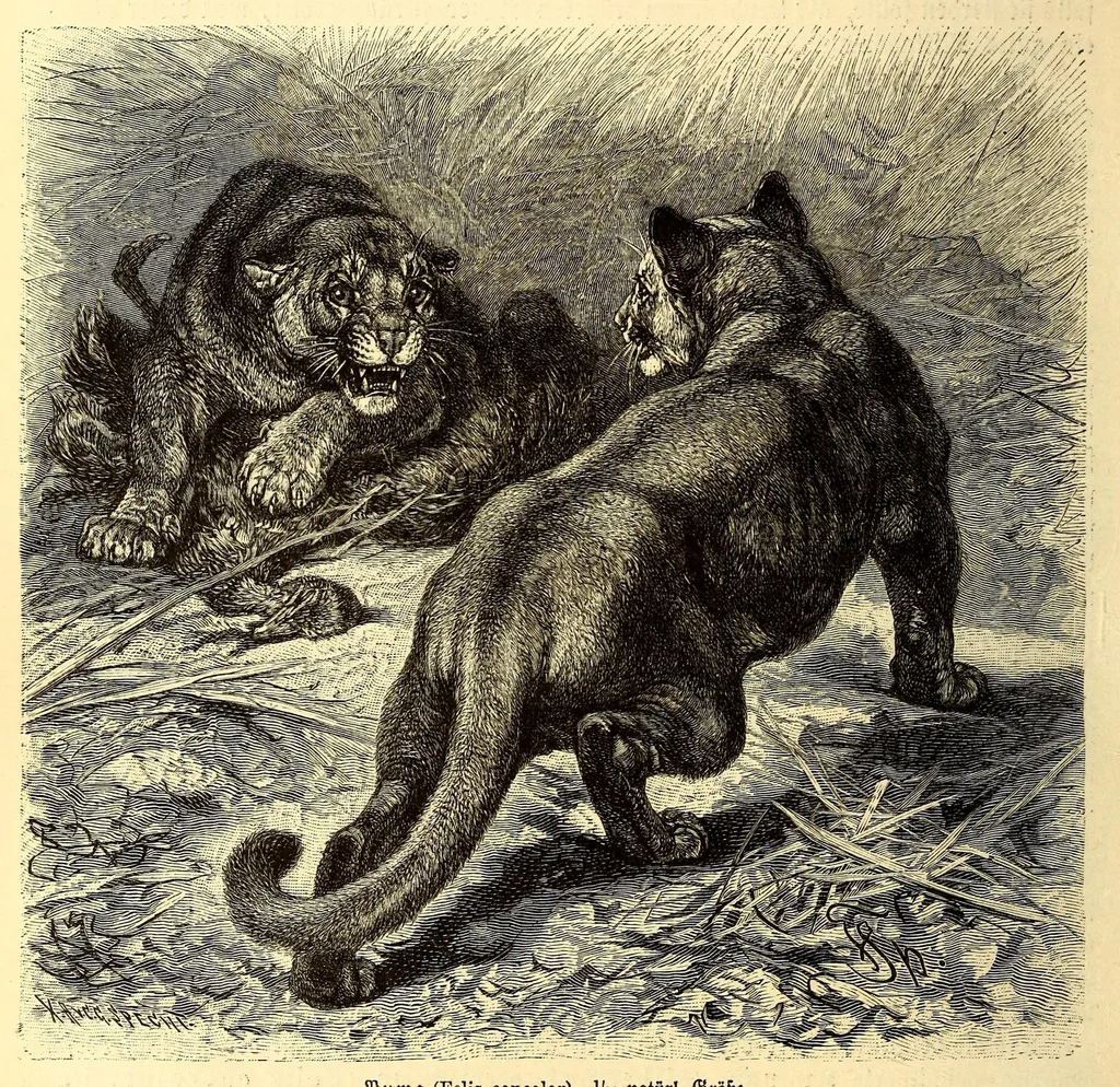 An illustration from Brehms Tierleben : allgemeine Kunde des Tierreichs : mit 1800 Abbildungen im Text, 9 Karten und 180 Tafeln in Farbendruck und Holzschnitt, 1890, leaf 578